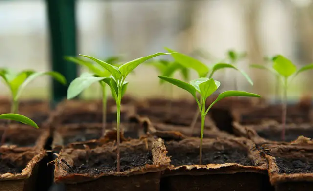 Cómo construir un sistema de cultivo hidropónico en casa