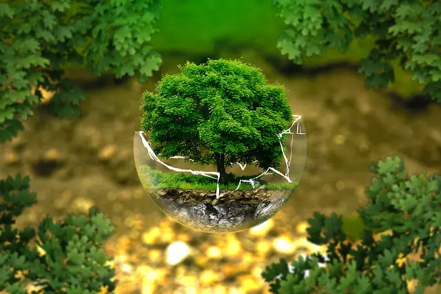 15 formas de proteger el medio ambiente que debes conocer