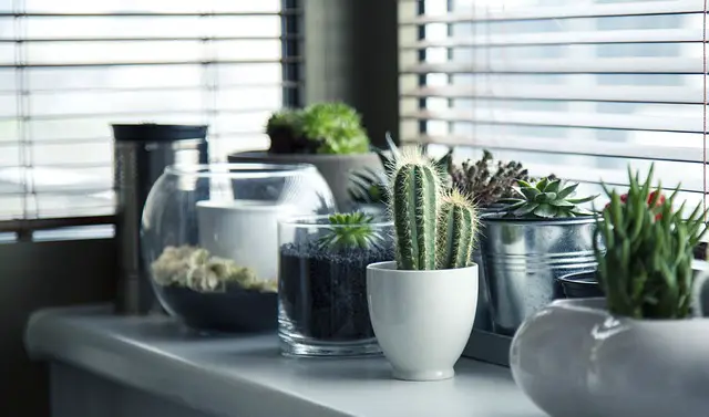 Las mejores opciones de plantas resistentes para colgar en el interior de tu hogar